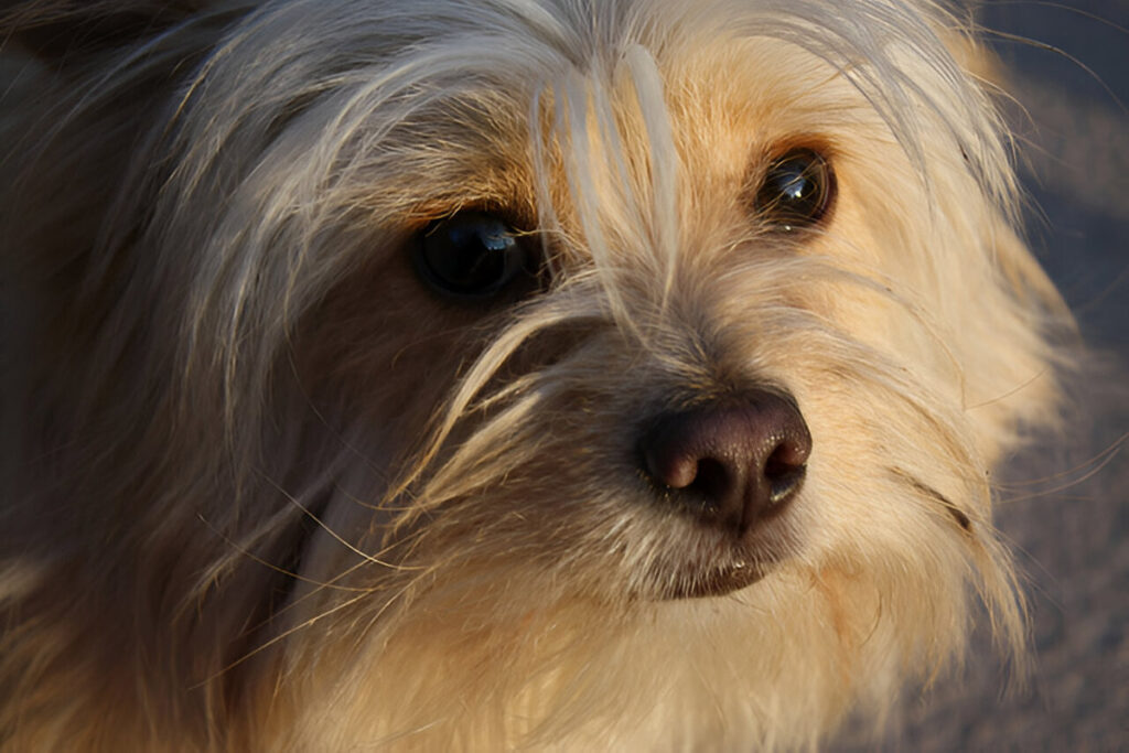 photo of a Shih Tzu Chihuahua Mix dog