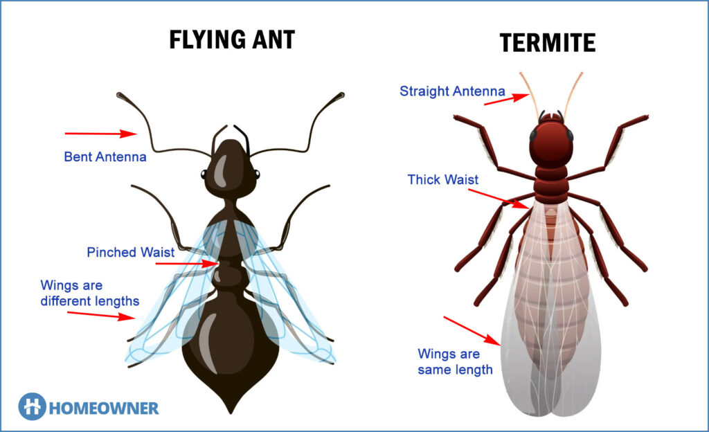 image comparing flying ants to termites