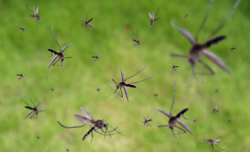 photo of mosquitos