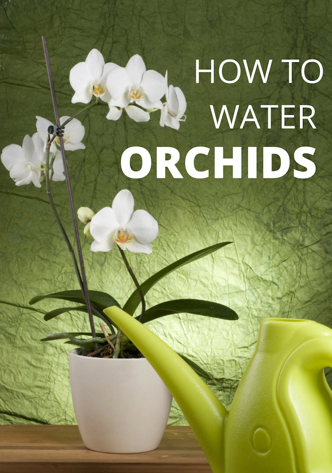 how to water phalaenopsis orchids