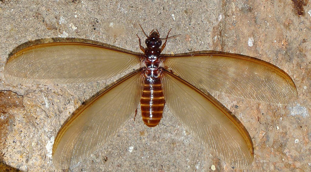 photo of a winged termite