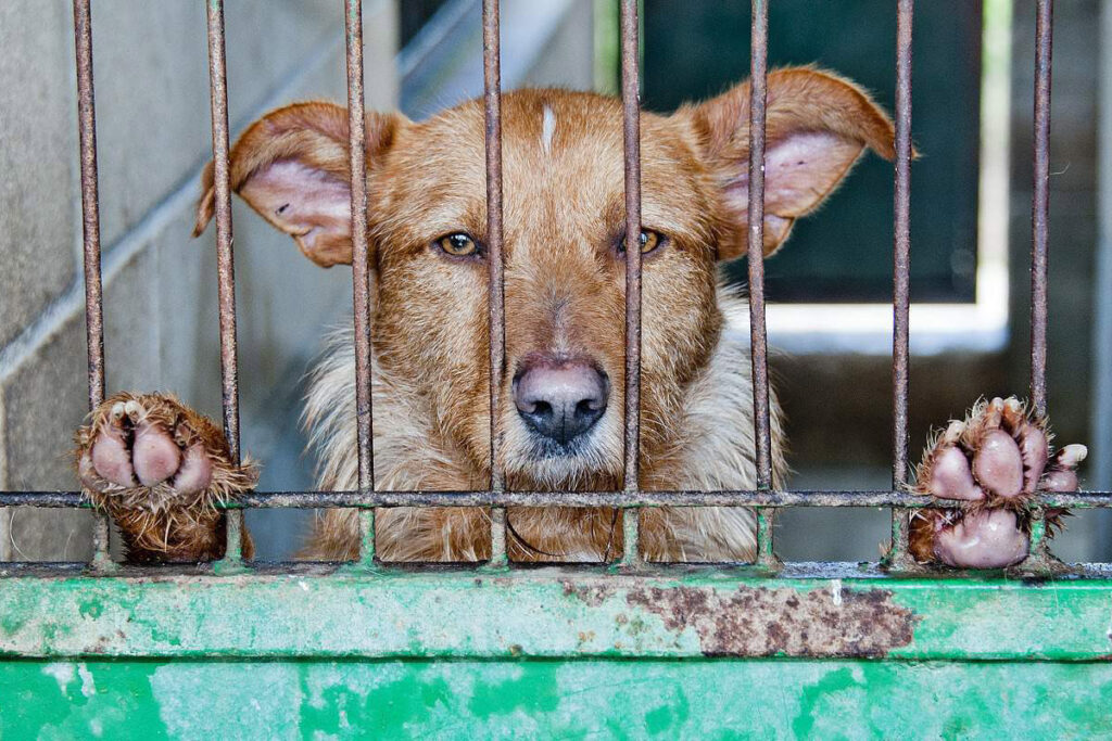 photo of a dog in a heavy duty dog crate