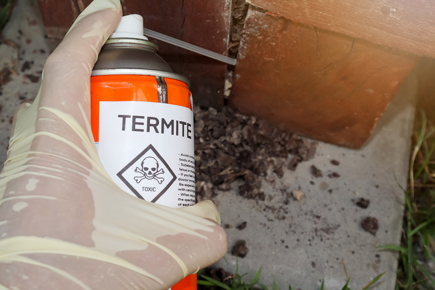 photo of termites in a house being poisoned