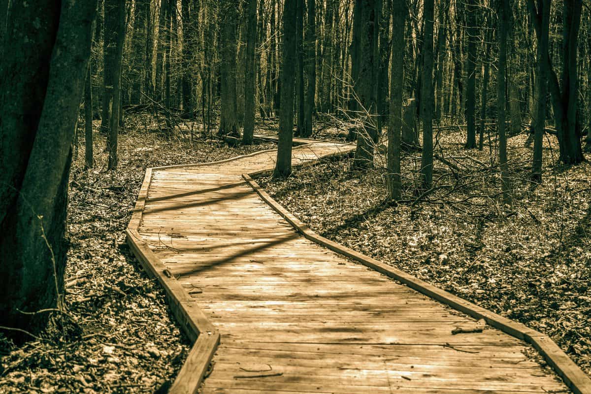 A path through a forest