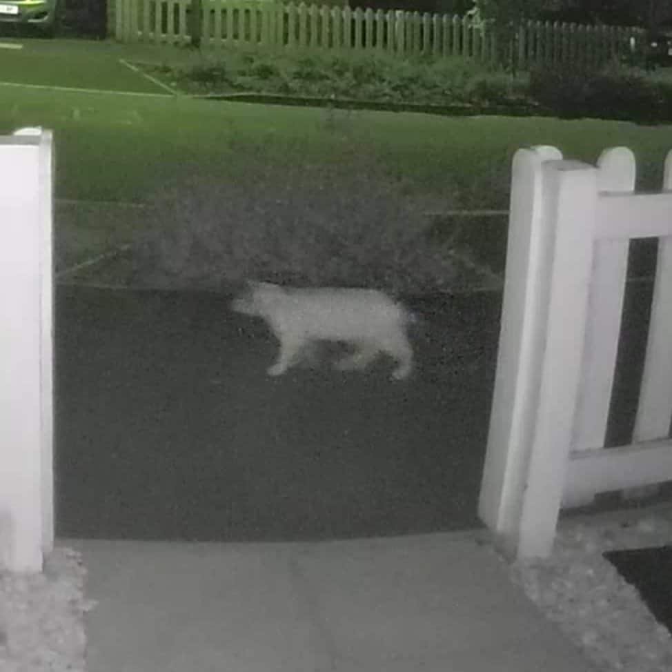 Cat captured during nighttime on my Ring Doorbell Pro