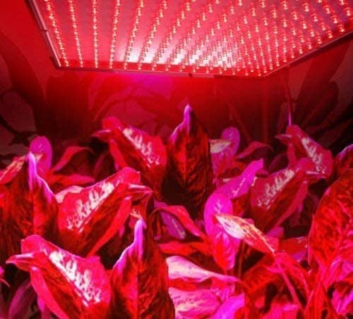 Marketing image showing the overhead Superdream LED Grow Light over a bunch of plants.