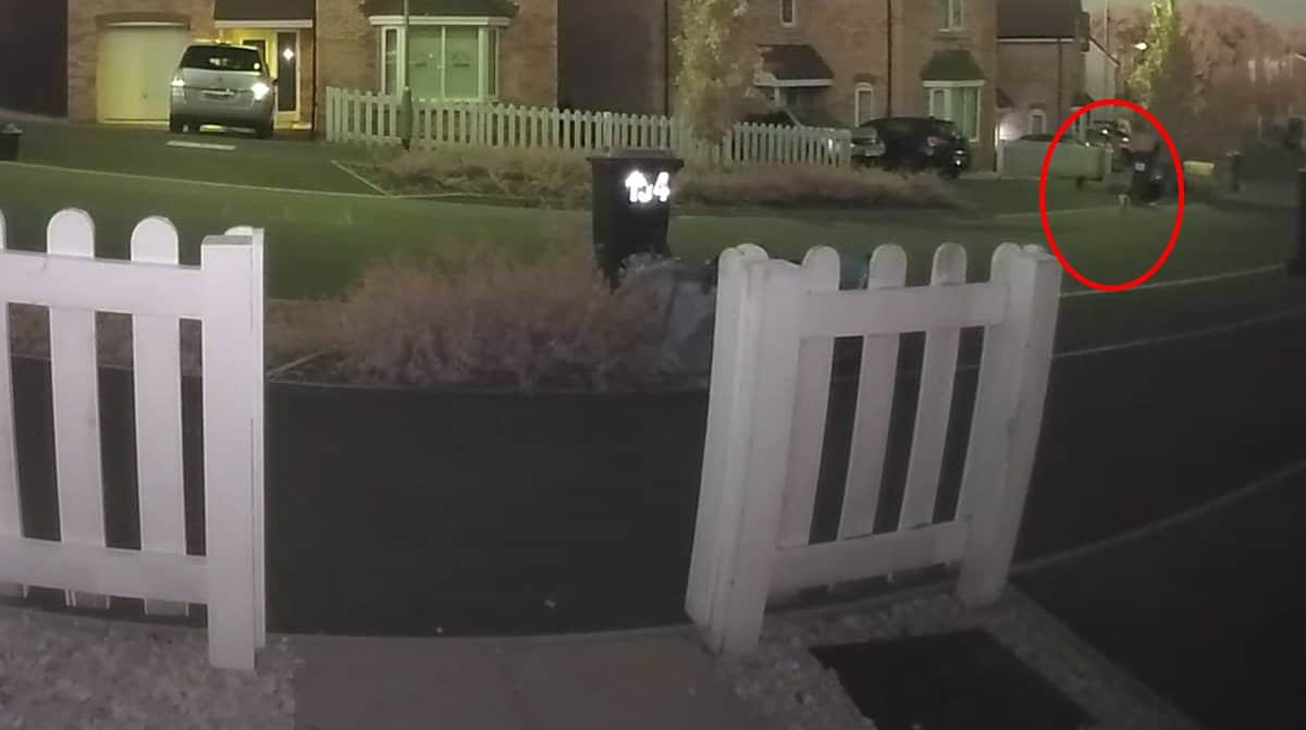 Two cats further away during nighttime almost impossible to see any detail