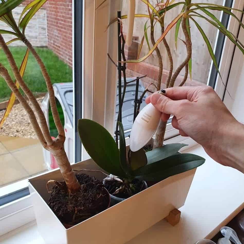 A Philips Hue White Ambiance bulb held over a row of three plants indoors.