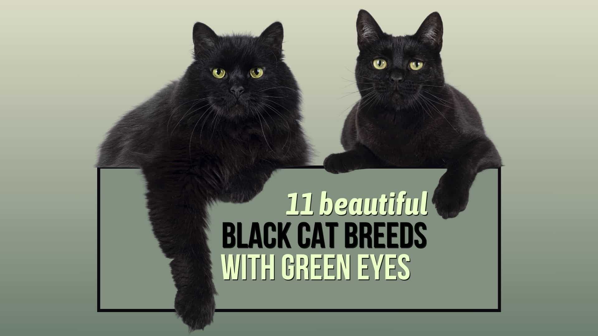 Black Cat Breeds With Green Eyes