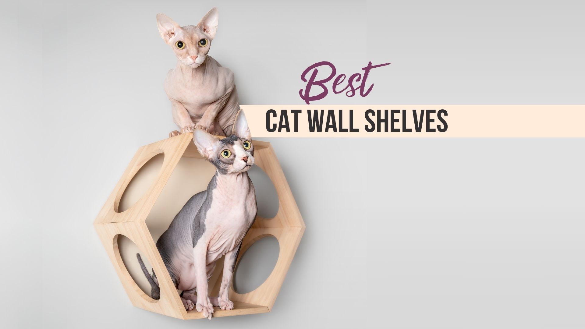 two sphynx cats sitting on a shelf