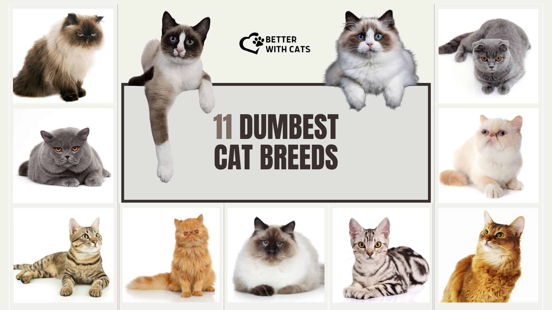 dumbest cat breeds