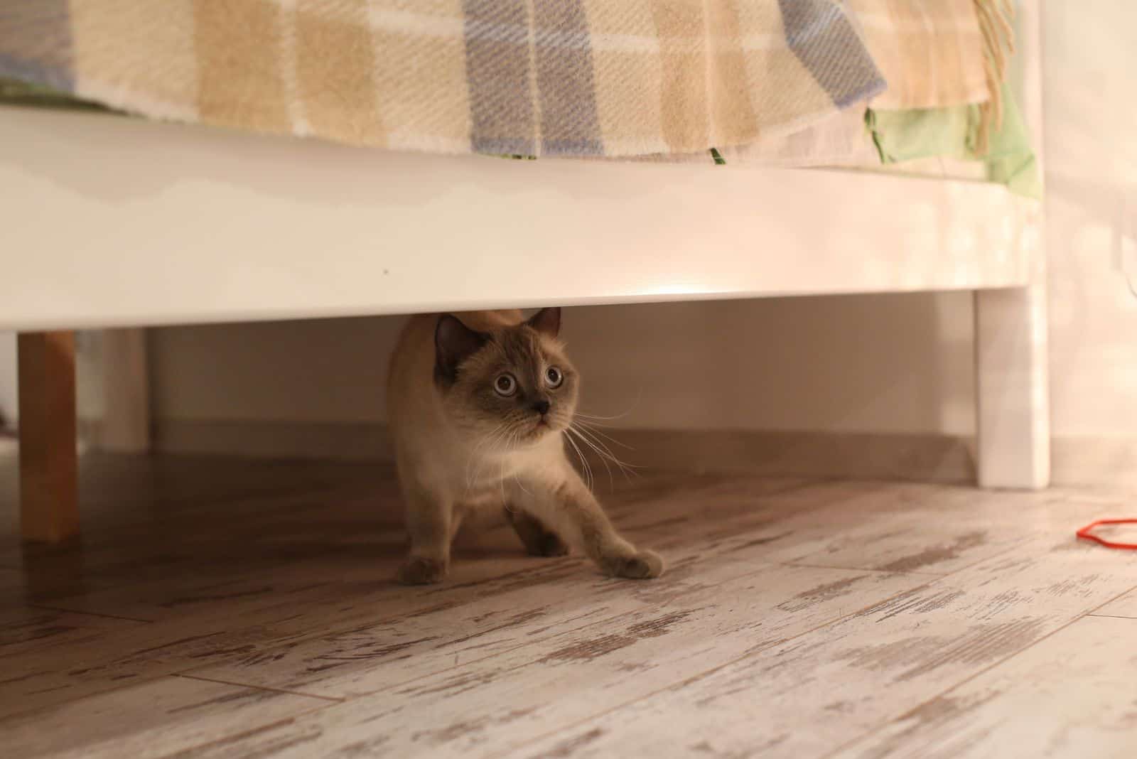 a traumatized cat hides under the bed