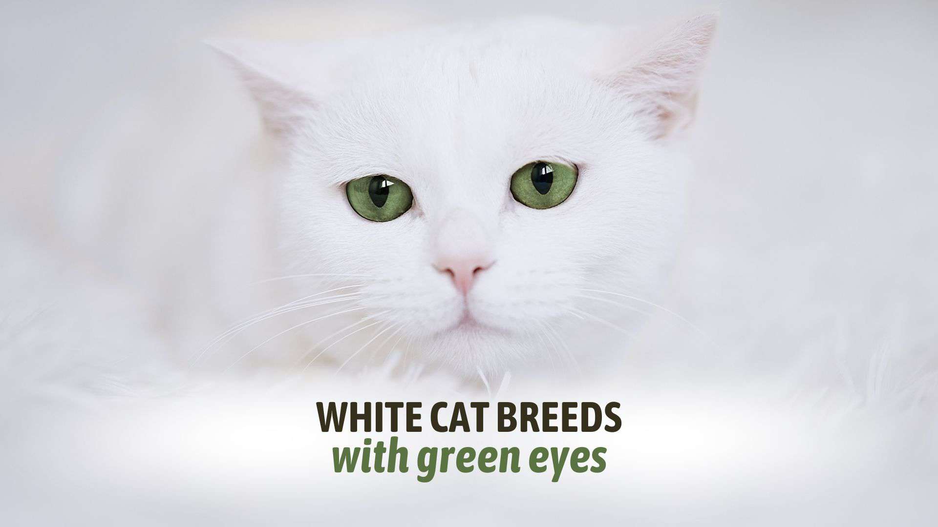 beautiful white cats with green eyes