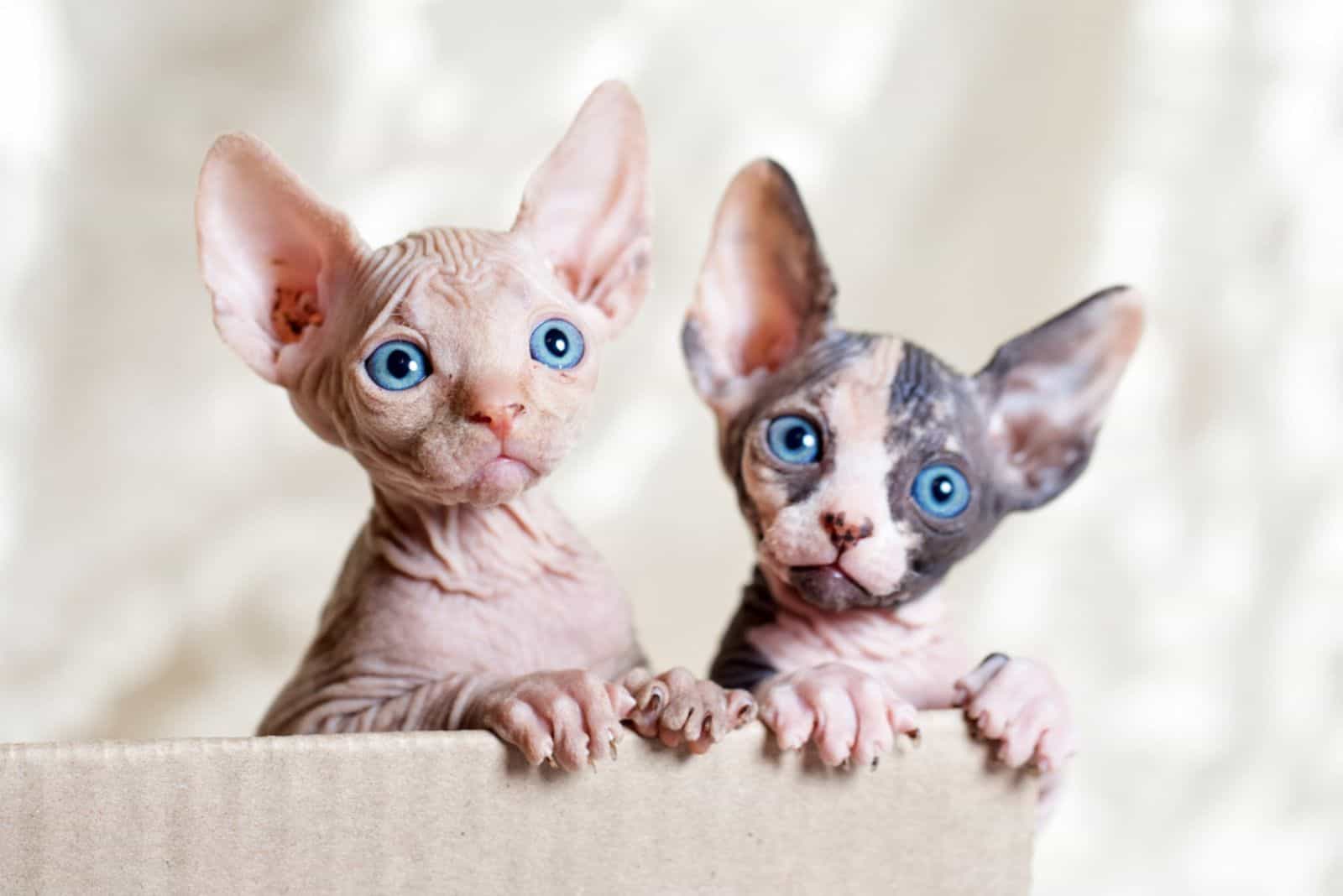 Hairless sphinx cats in basket