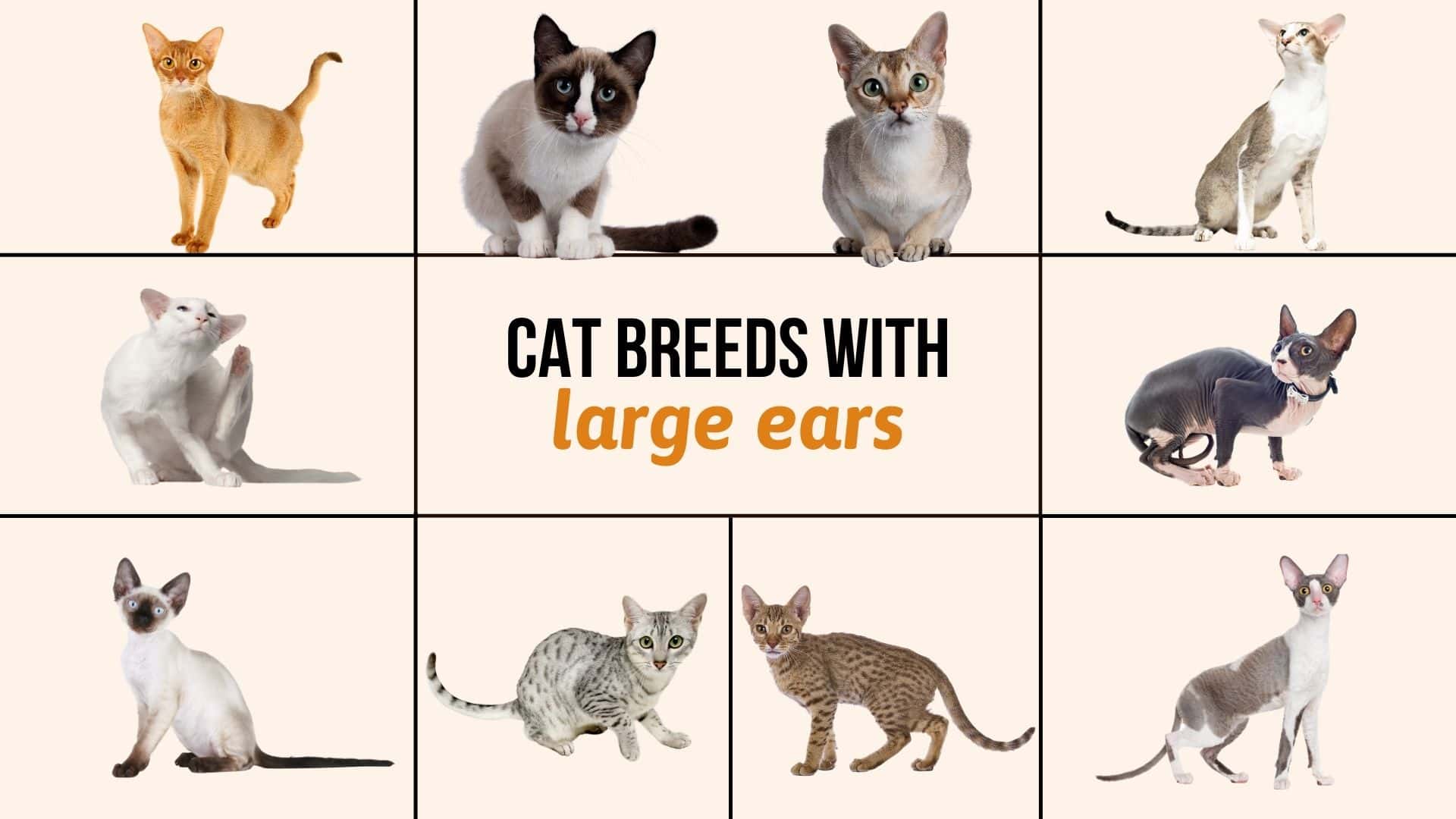 Cat Breeds With Large Ears