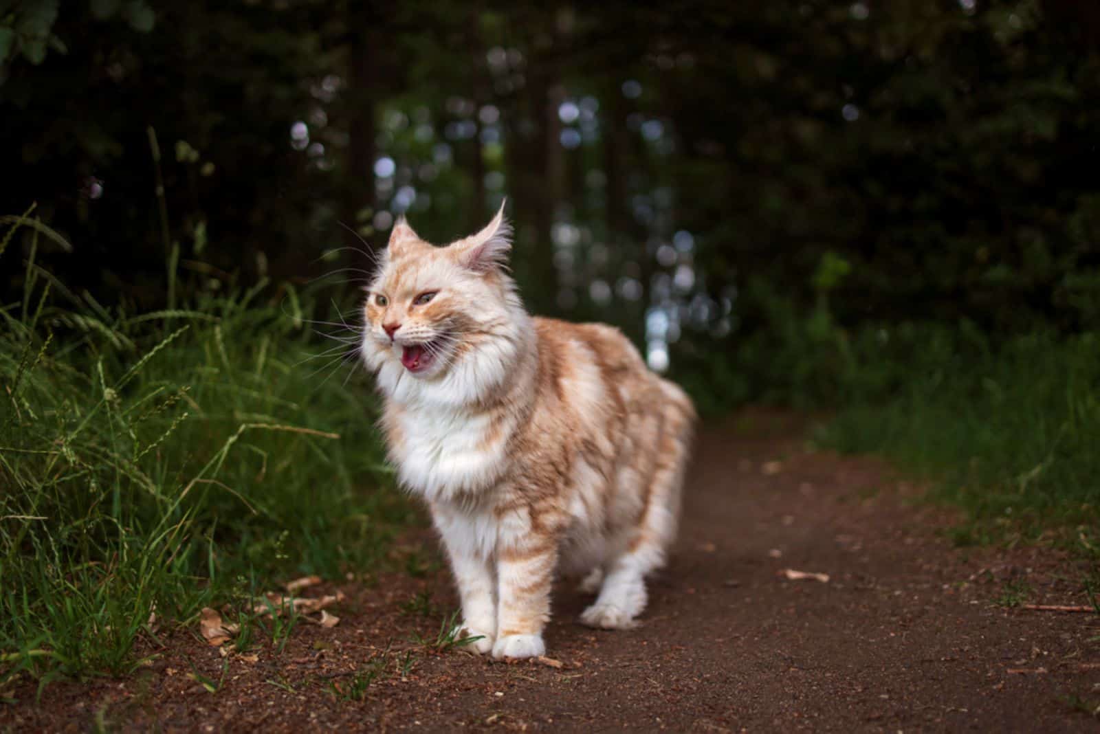 Maine Coon stands in the forest and meows