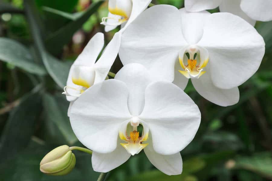 15 amazing phalaenopsis orchid facts