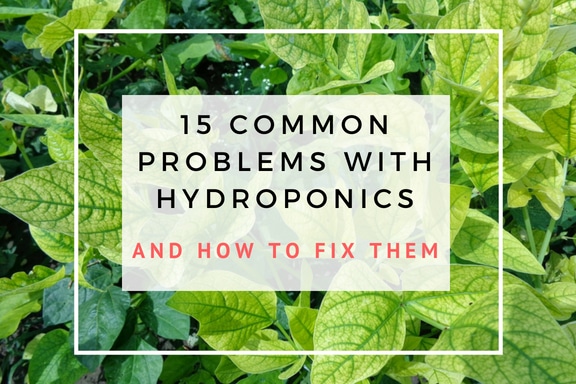 15 common problems with hydroponics