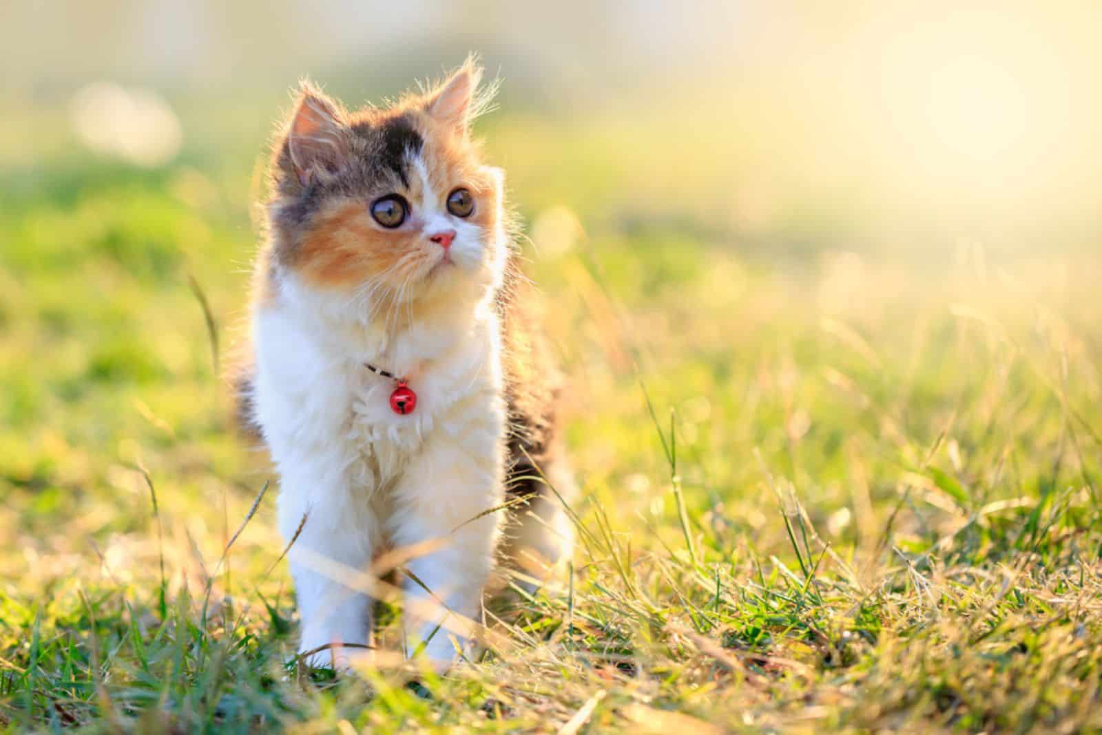 Tri colored Persian cat walking on grass field