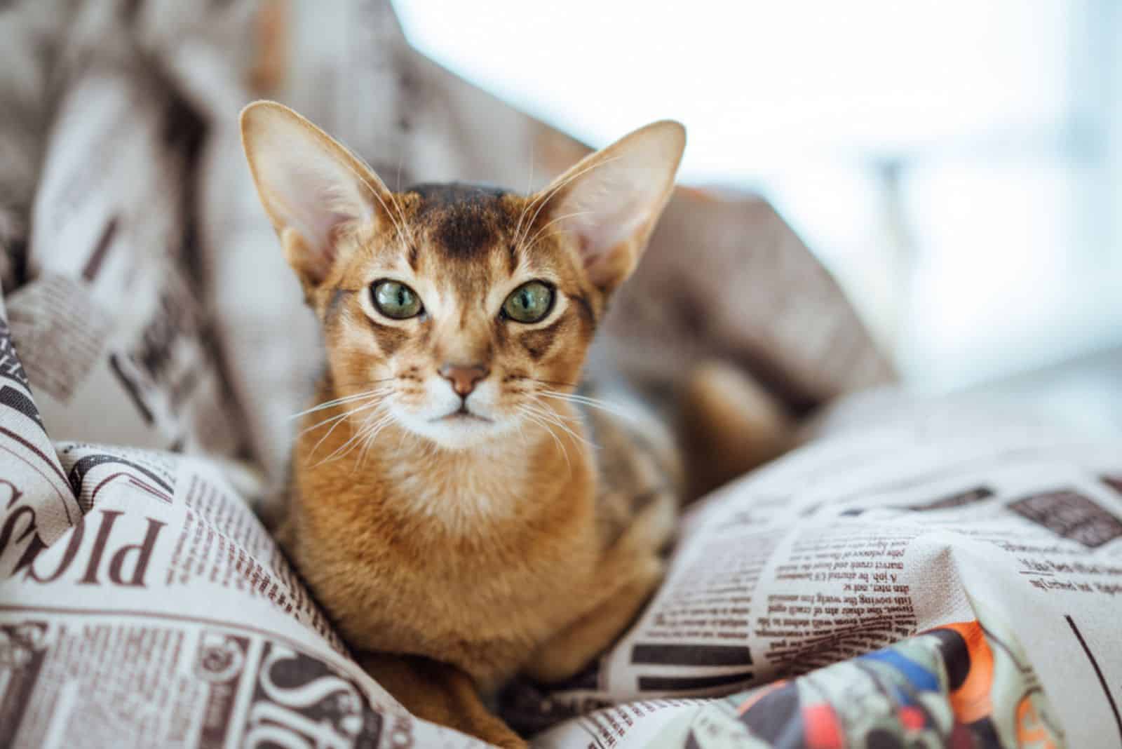 Abyssinian cat