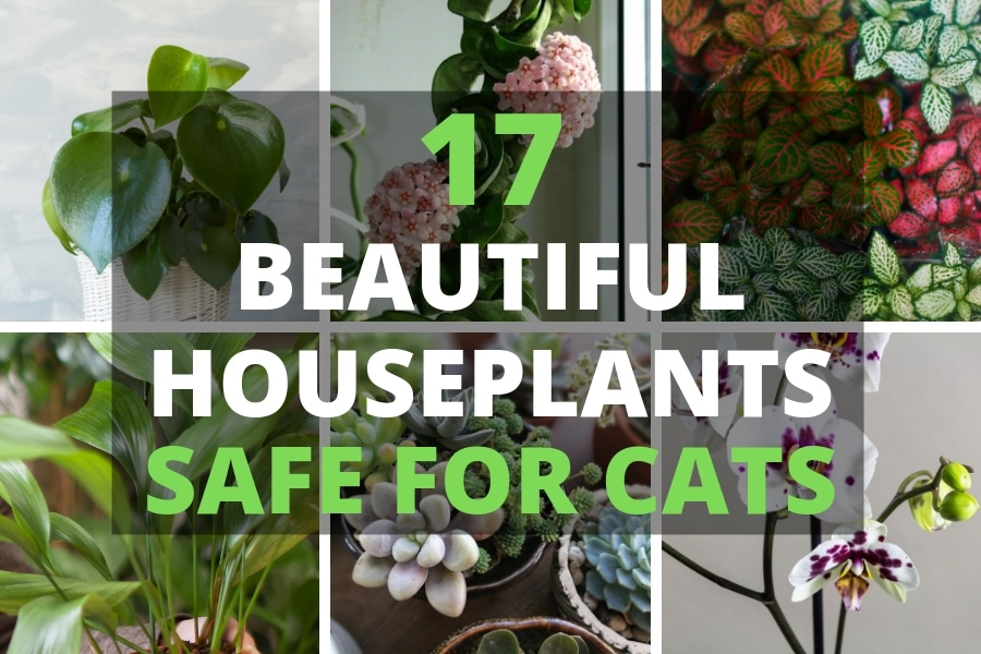 17 beautiful houseplants safe for cats