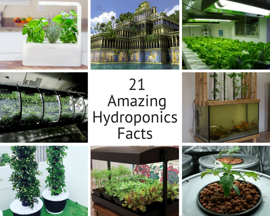 21 amazing hydroponics facts