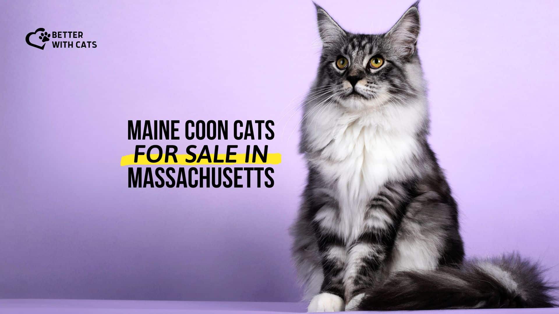 maine coon for sale