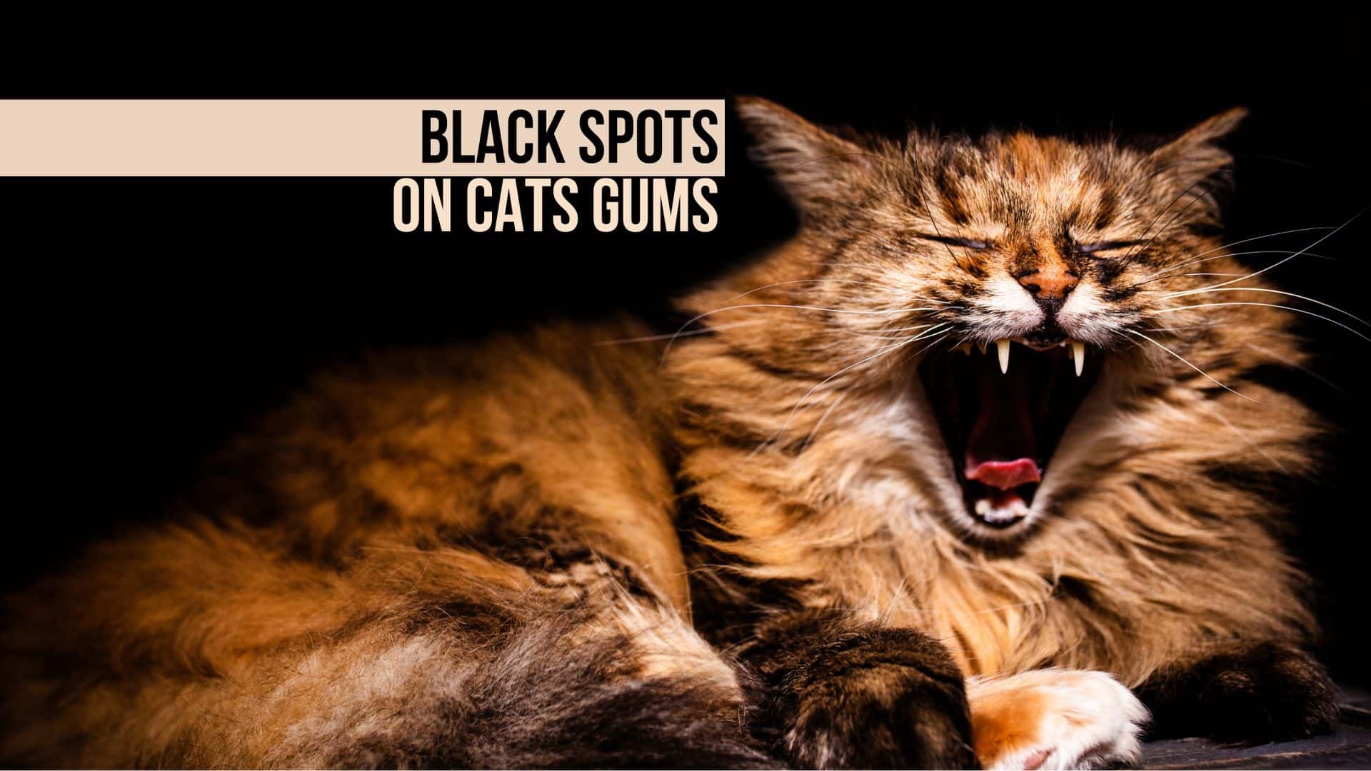 black spot on the cat's gums