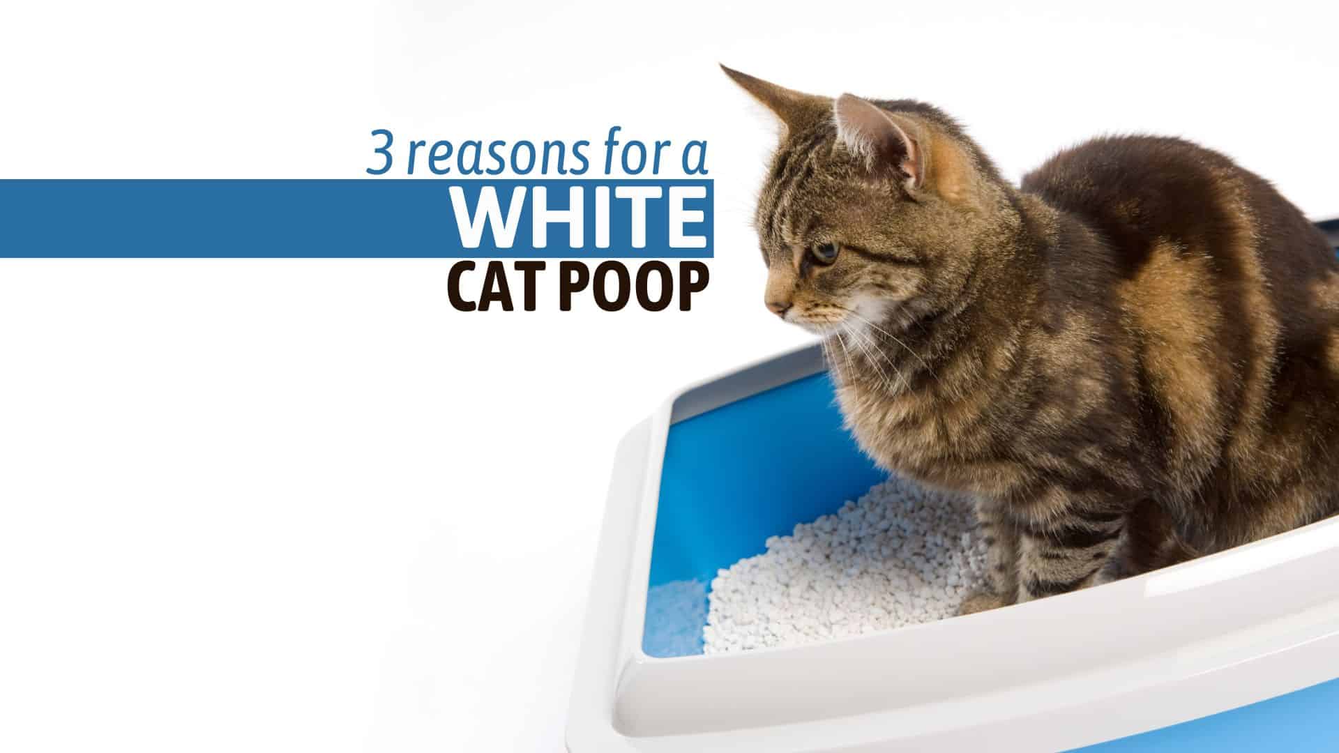 cat white poop