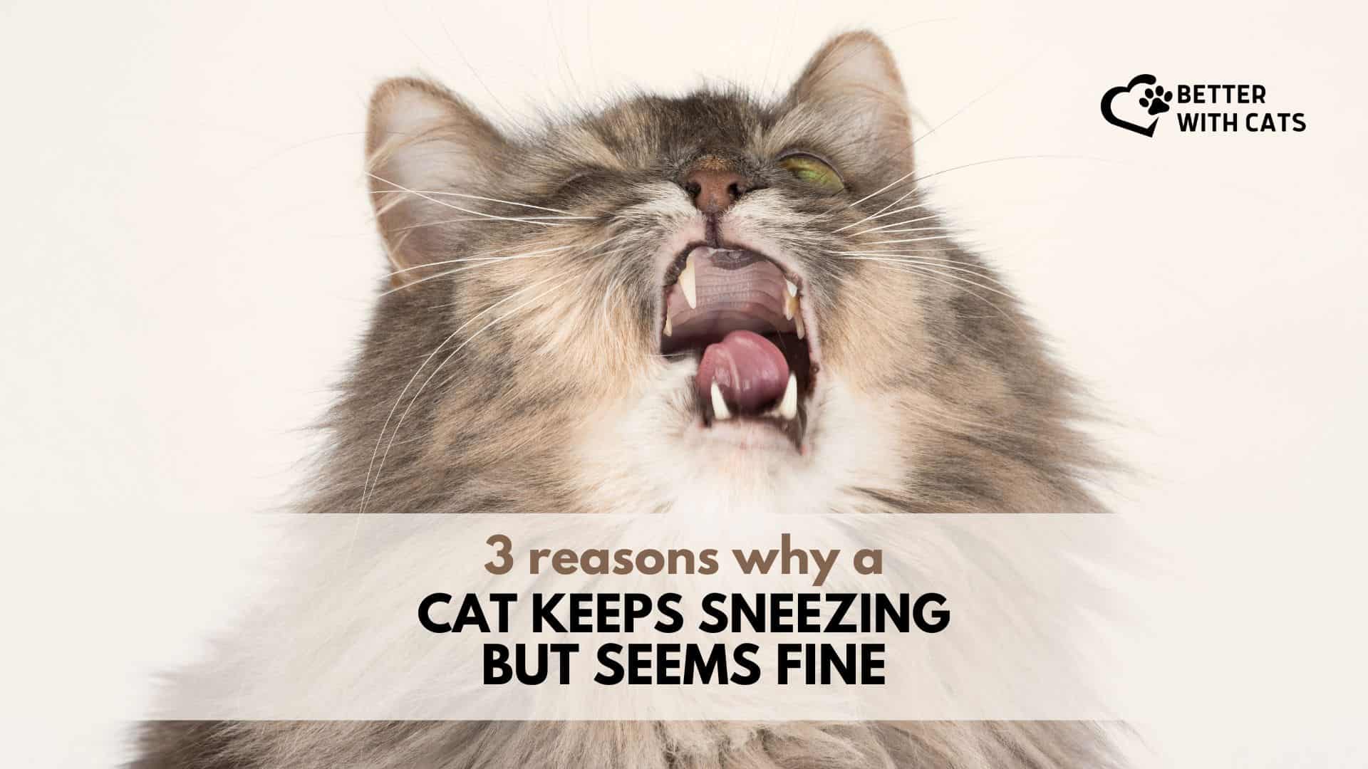 cat sneezing