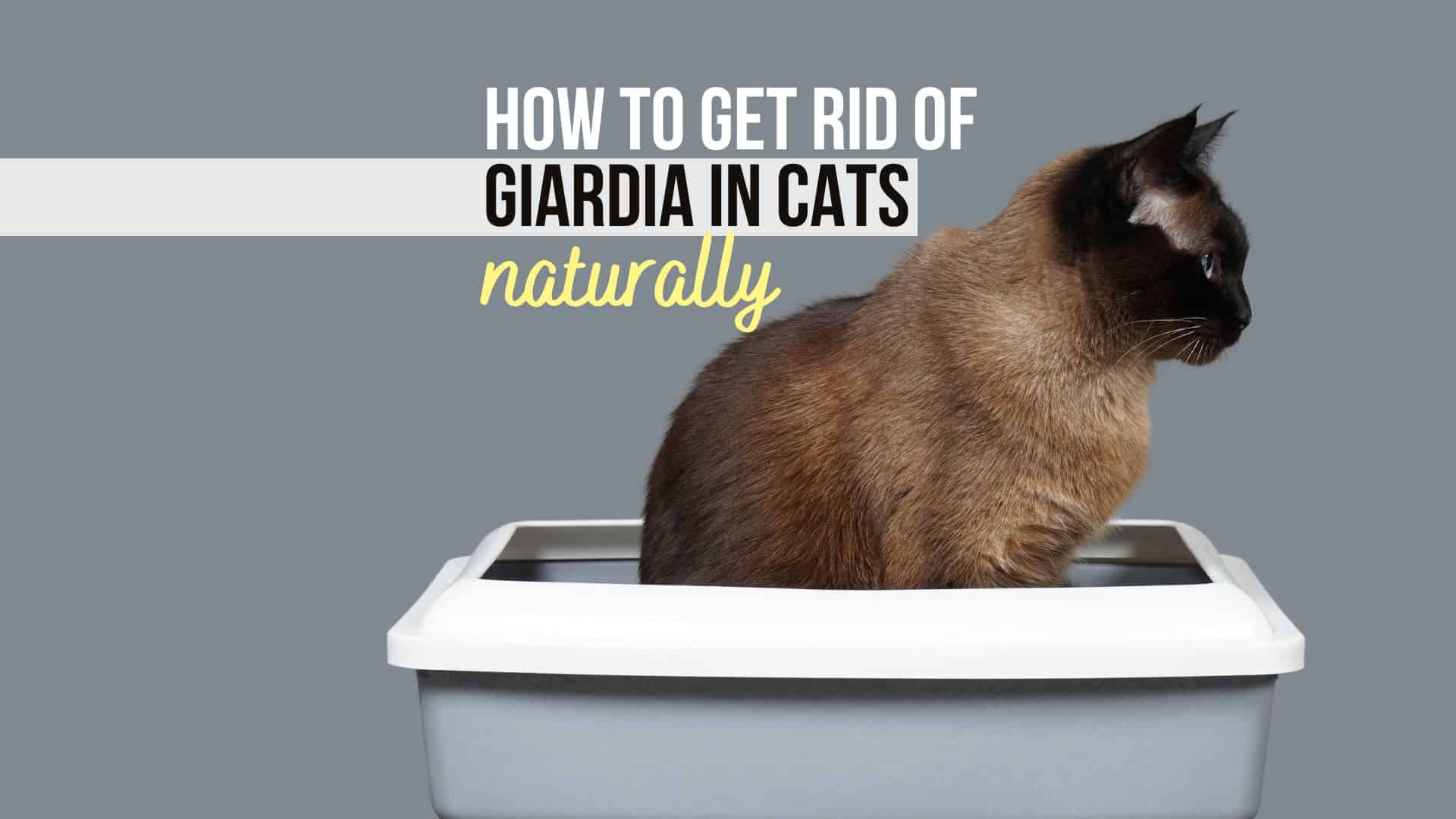 tips for dealing with giardia