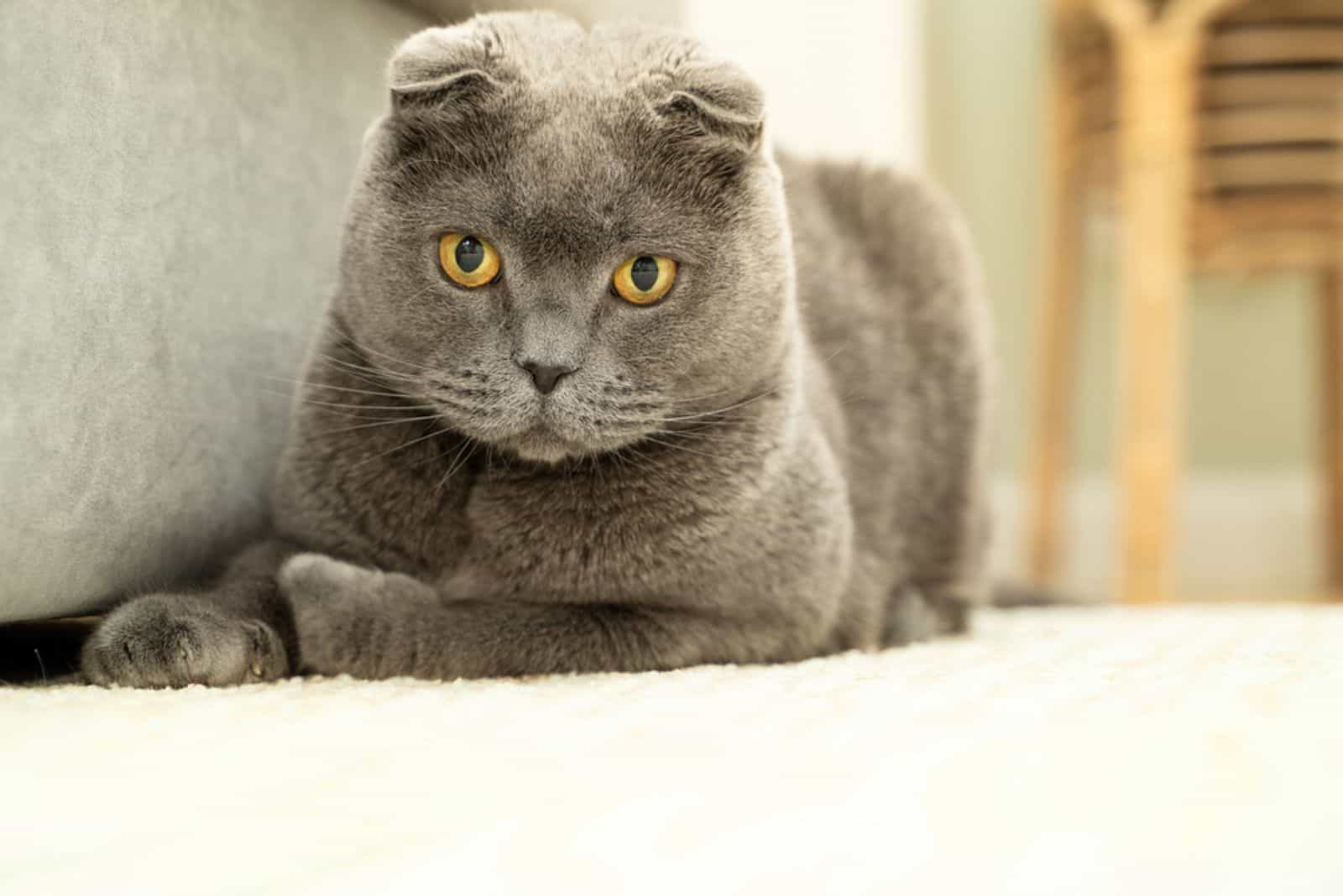 Scottish Fold lies on the floor