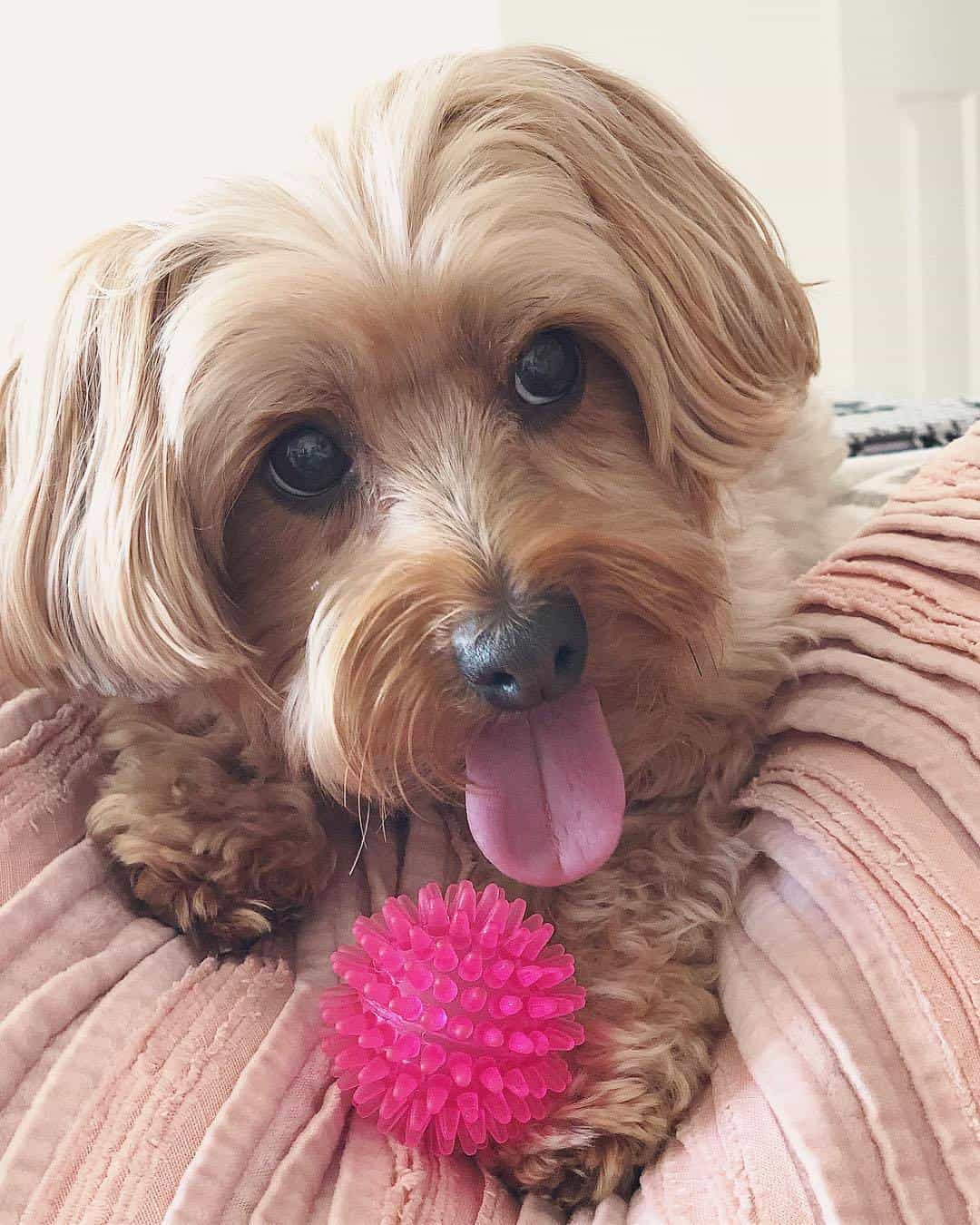 Yorkipoo playing with a pink ball