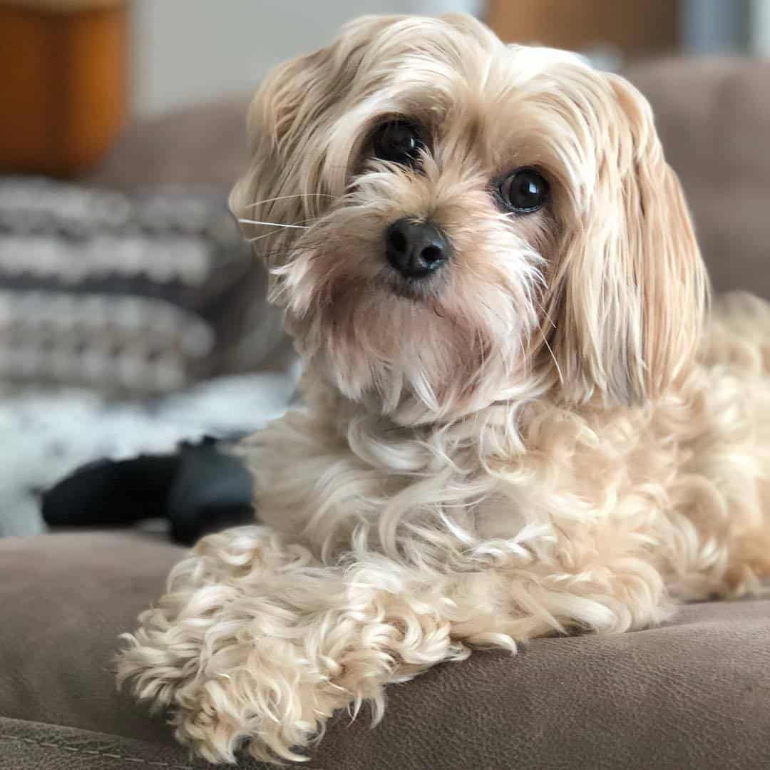 Cream colored Yorkipoo laying on couch