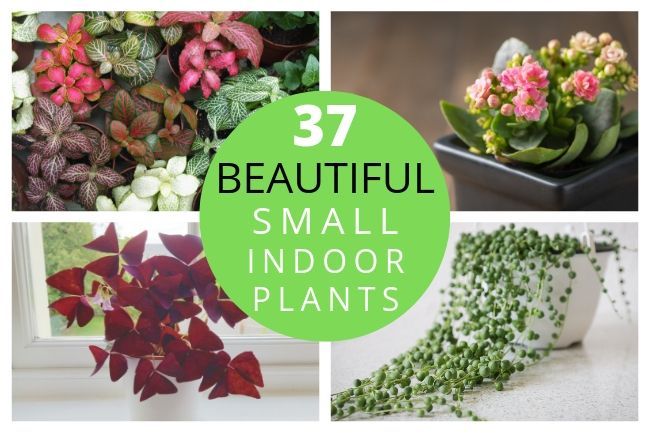 small indoor plants for a beuatiful home