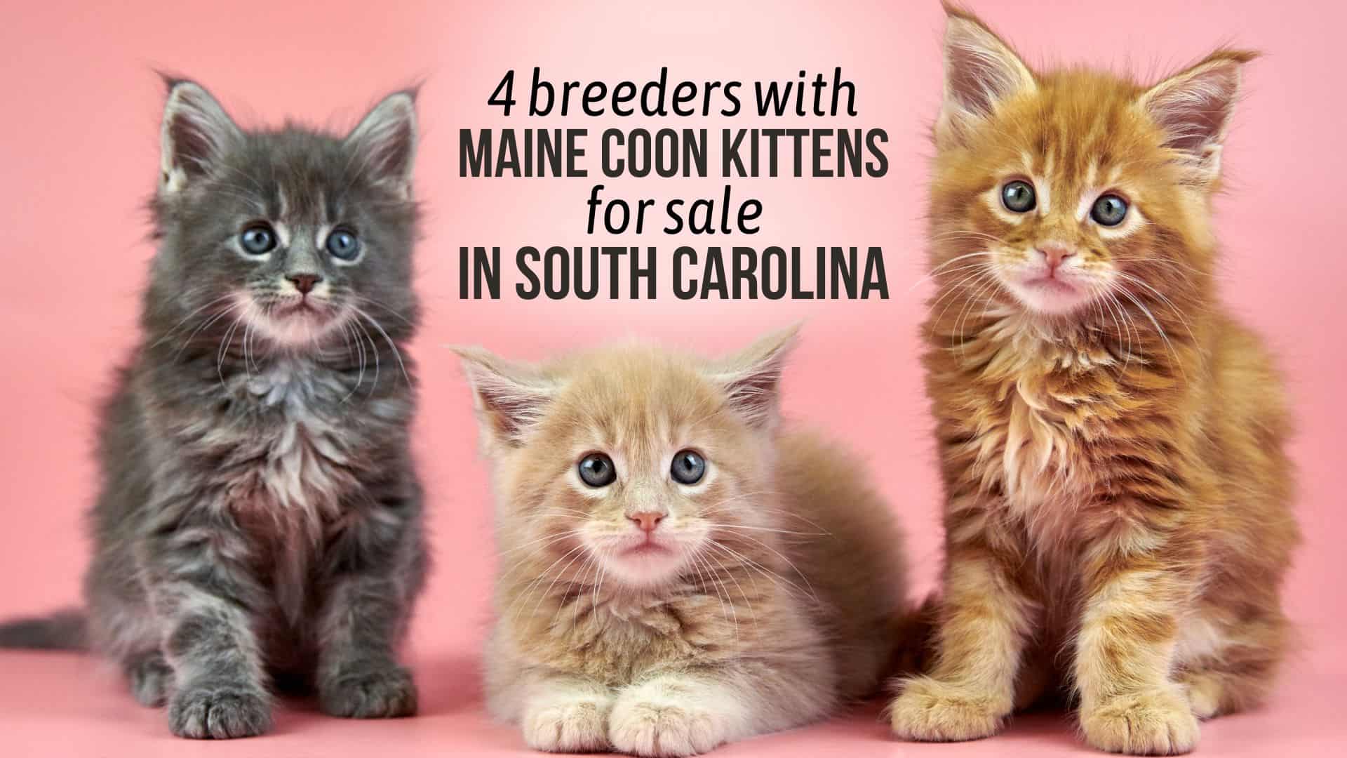 maine coon kittens