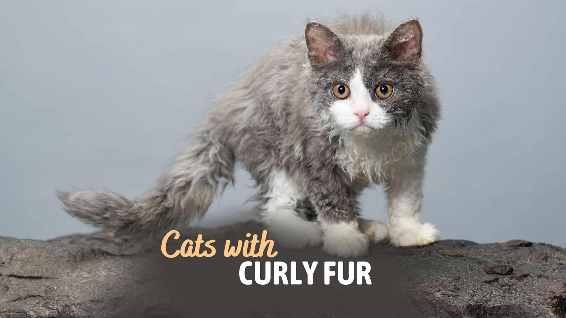 cats with curly fur