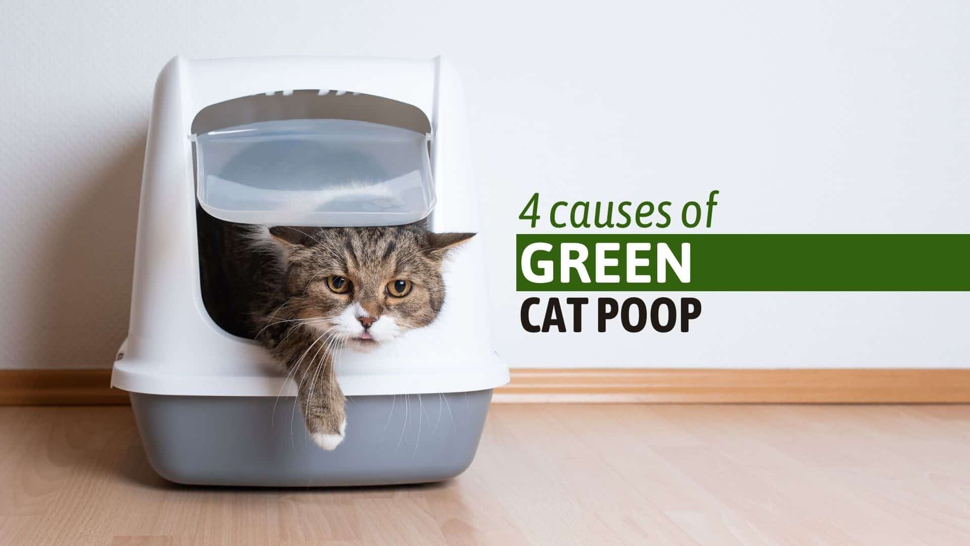 photo of a cat in a litter box