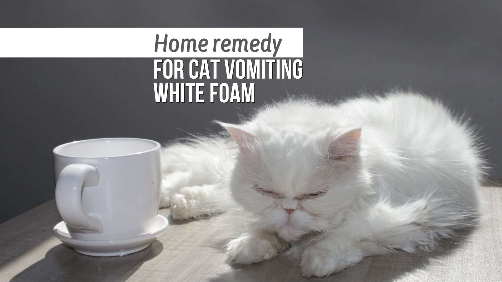 home remedies for cat vomiting foam