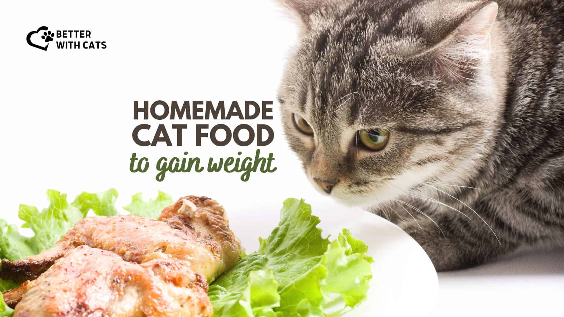 Homemade high calorie cat food best sale