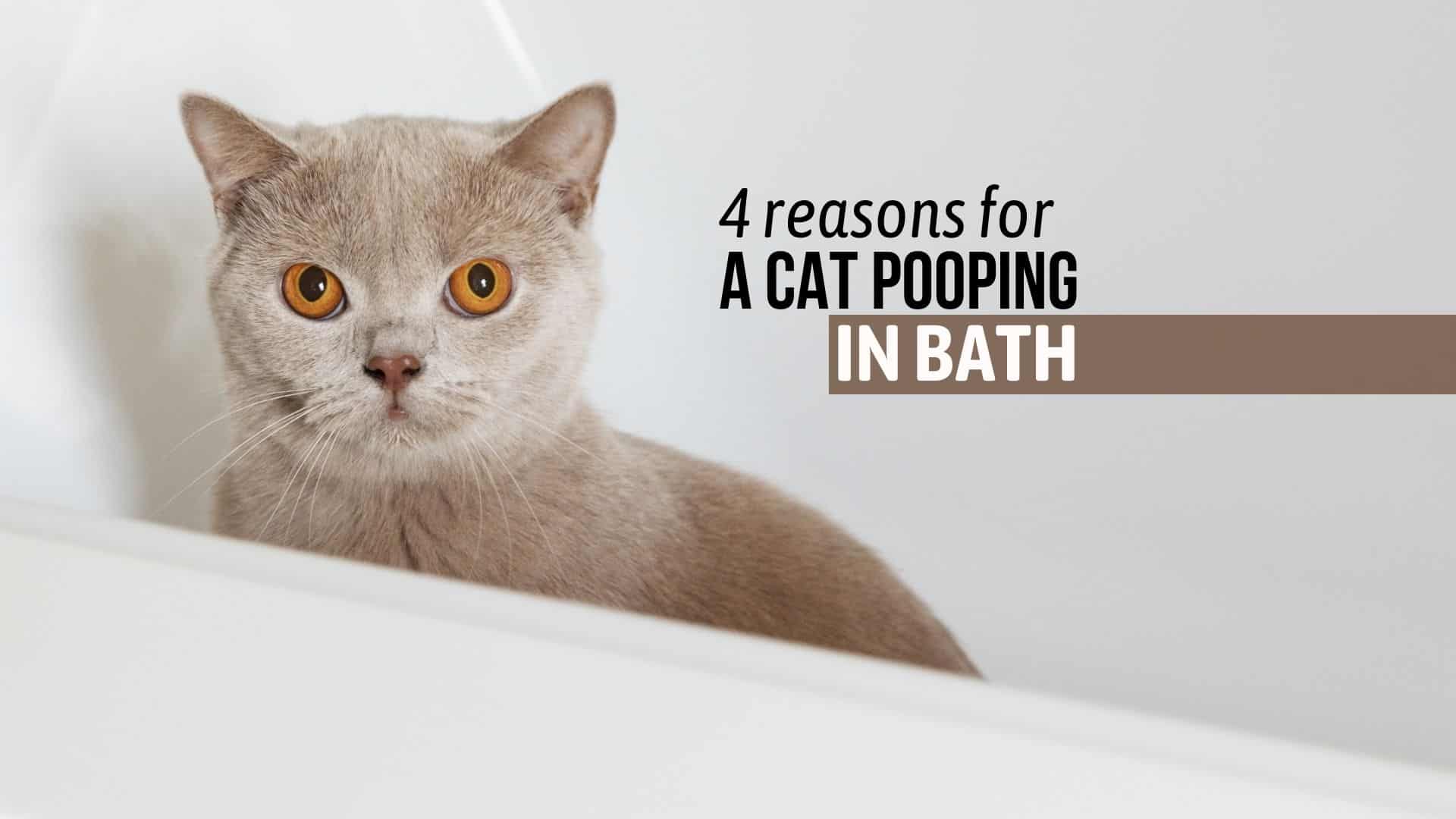 why does the cat poop in the bathtub