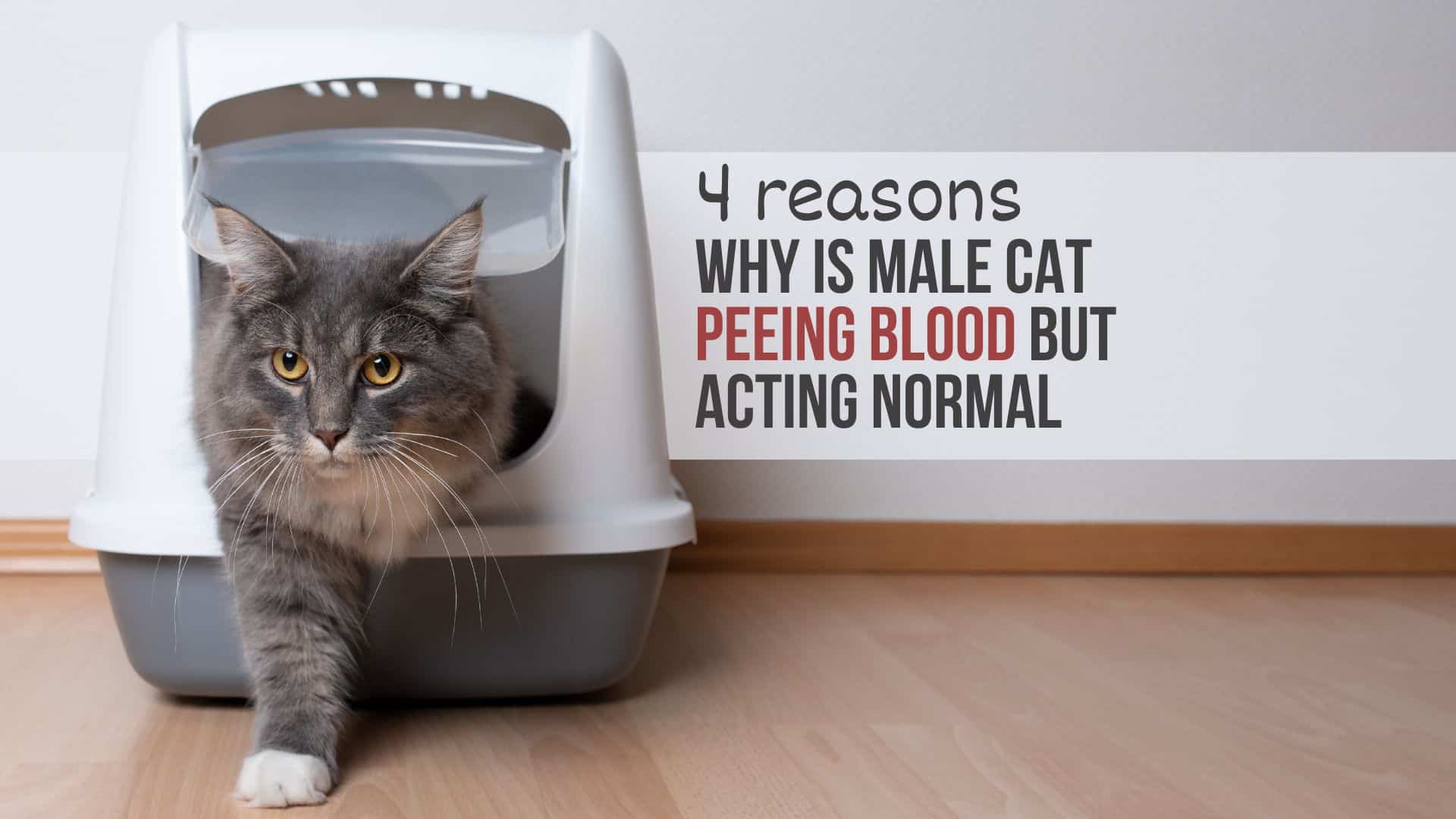 why does a male cat urinate blood