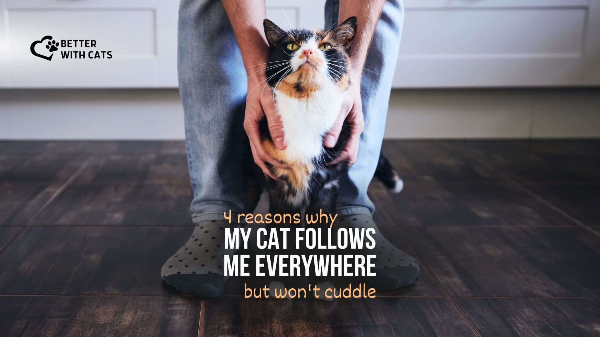 reasons why my cat follows me