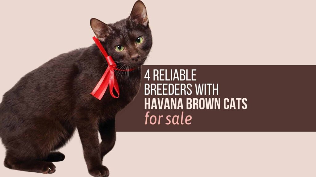 havana brown cats for sale