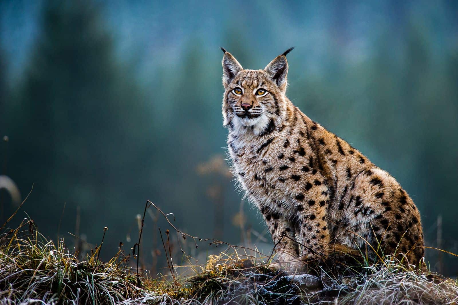 a beautiful Eurasian Lynx sits on the grass and looks ahead