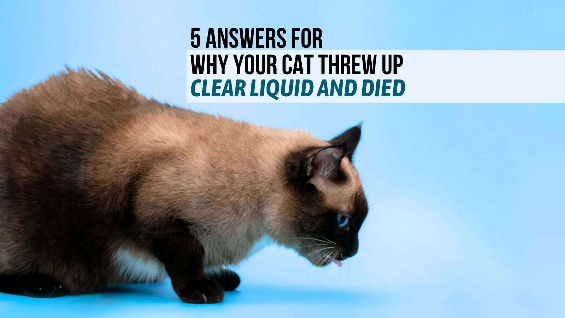 Why Your Cat Threw Up Clear Liquid And Died