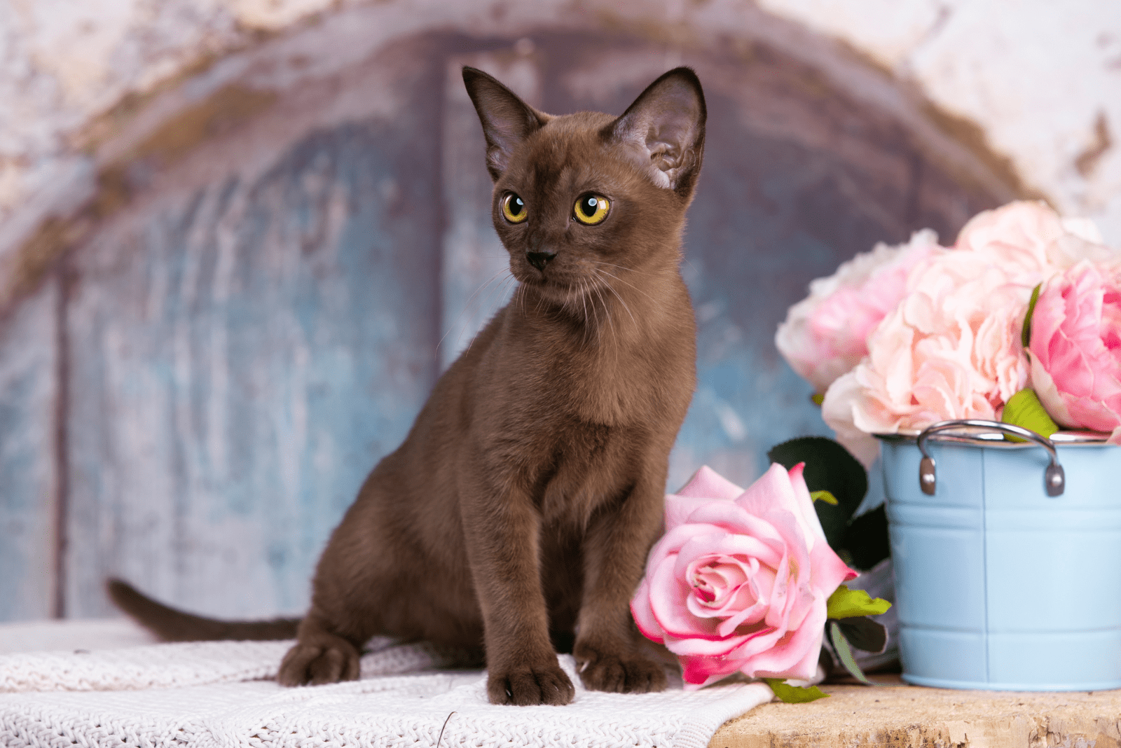 beautiful Burmese cat