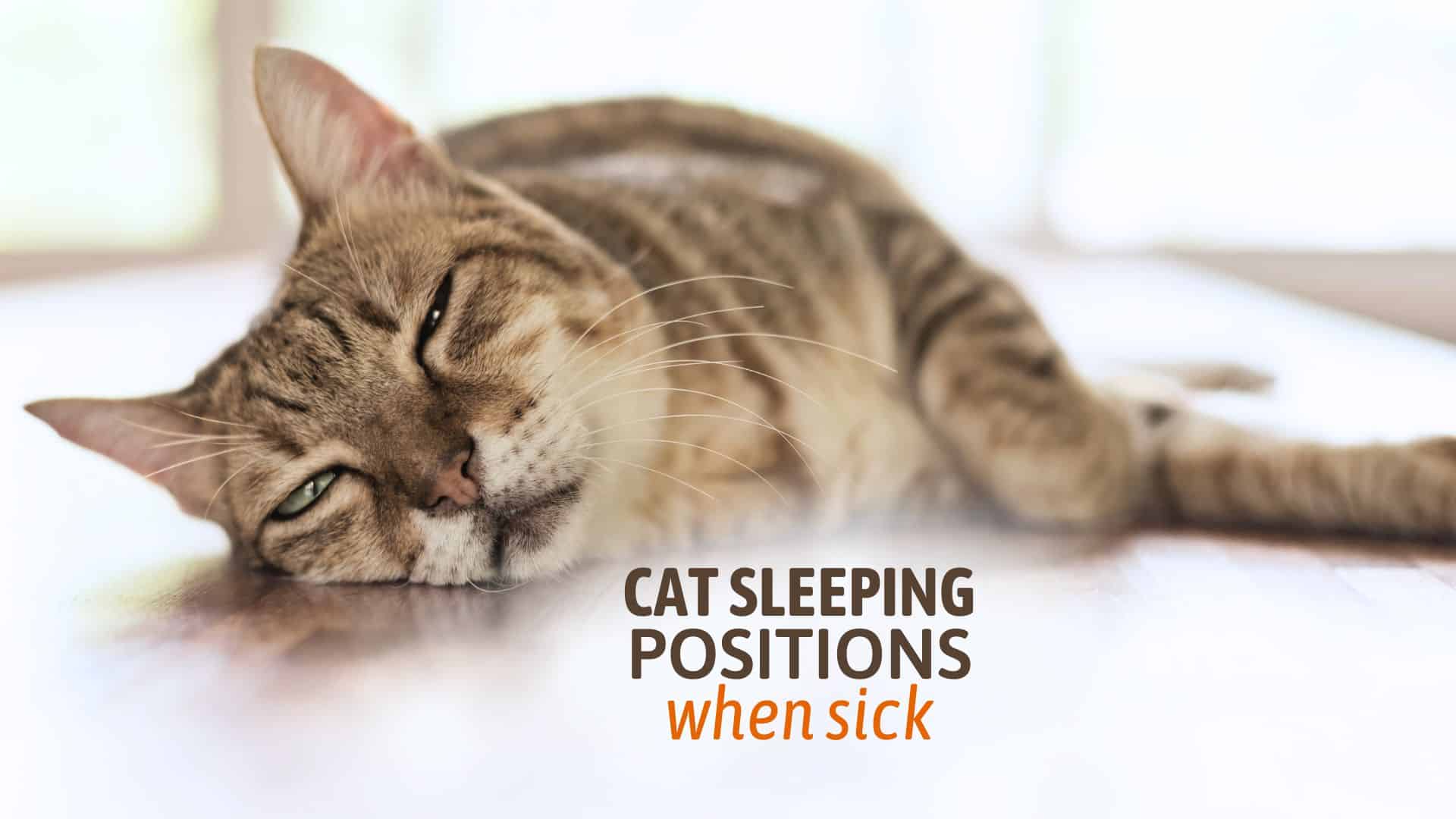 cat sleeping positions