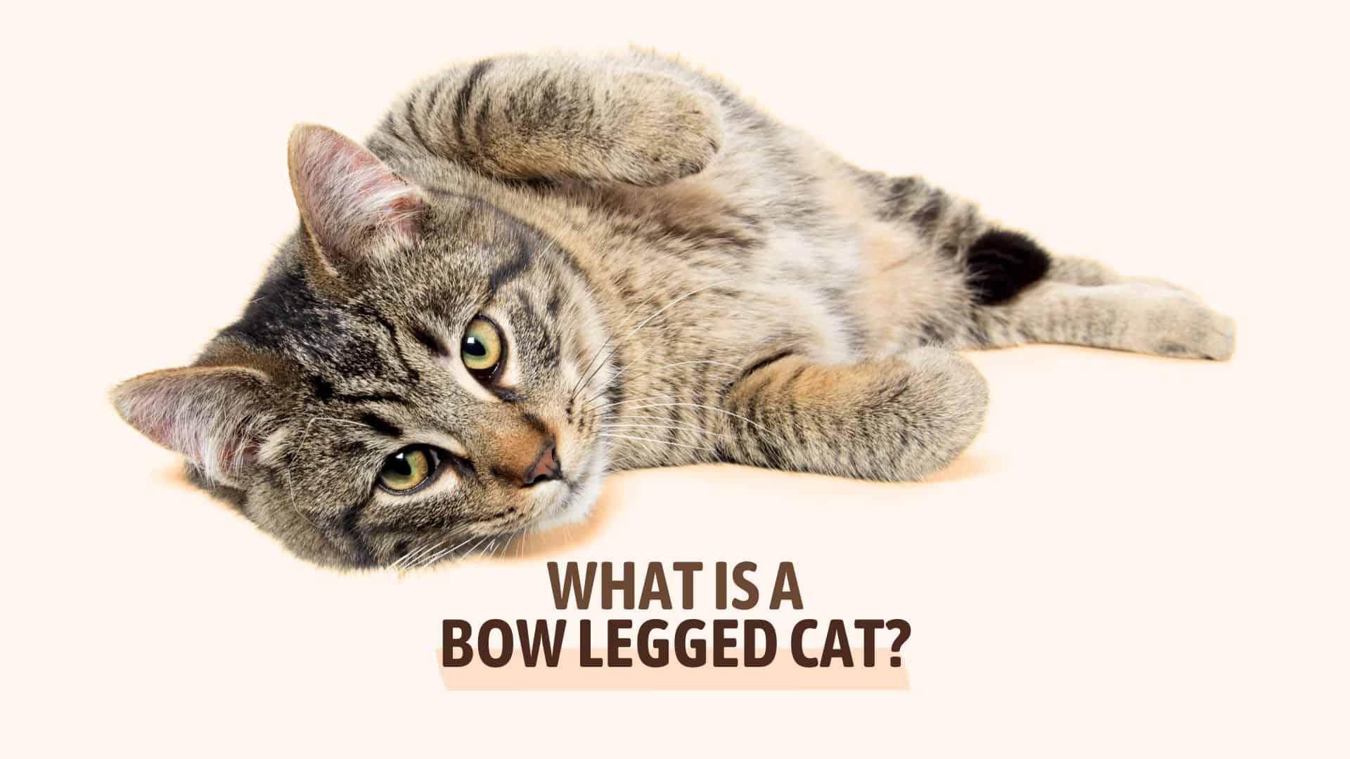 bowed legs in a cat