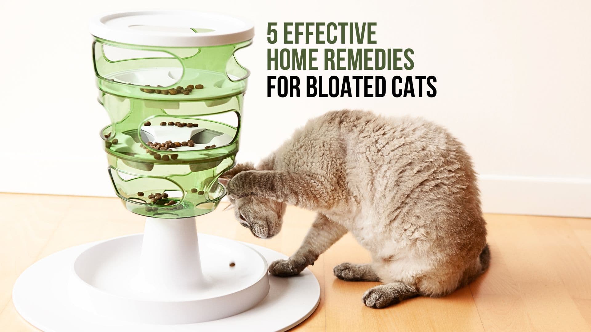 Home Remedies For Bloated Cats